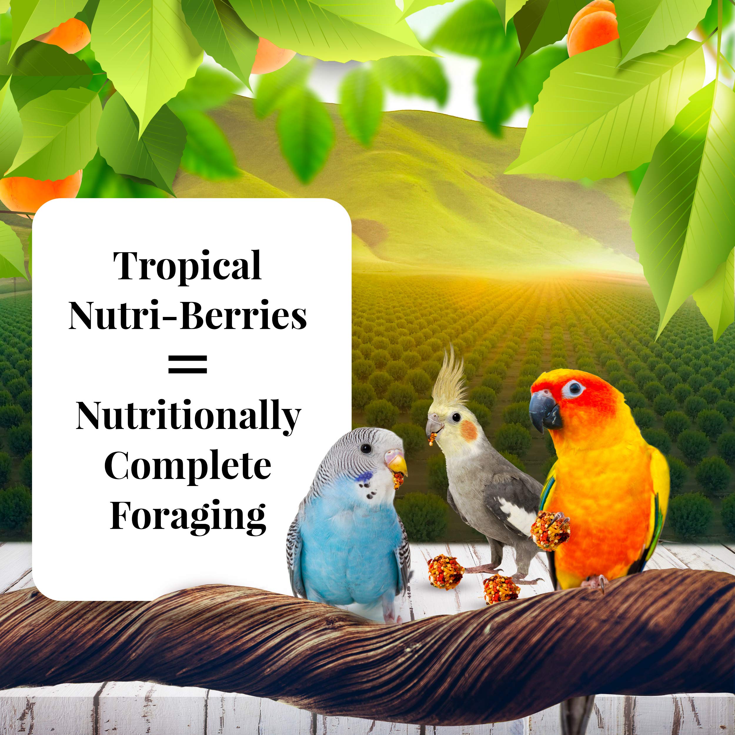 LAFEBER'S Sunny Orchard Nutri-Berries Pet Bird Food, Made with Non-GMO and Human-Grade Ingredients, for Cockatiels Conures Parakeets (Budgies) Lovebirds (Sunny Orchard 10 oz)