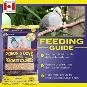 Hagen Pigeon & Dove Seed, Nutritionally Complete Bird Food, original version, 6 Pound (Pack of 1) (B2704)