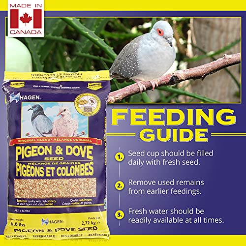 Hagen Pigeon & Dove Seed, Nutritionally Complete Bird Food, original version, 6 Pound (Pack of 1) (B2704)