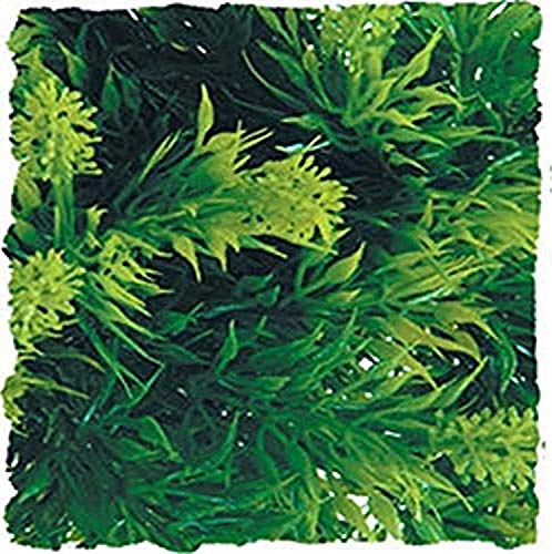 Zoo Med Laboratories SZMBU13 Natural Bushy Malaysian Fern, Small