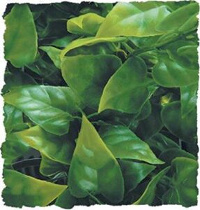 zoo med naturalistic bush plant mexican phyllo, large