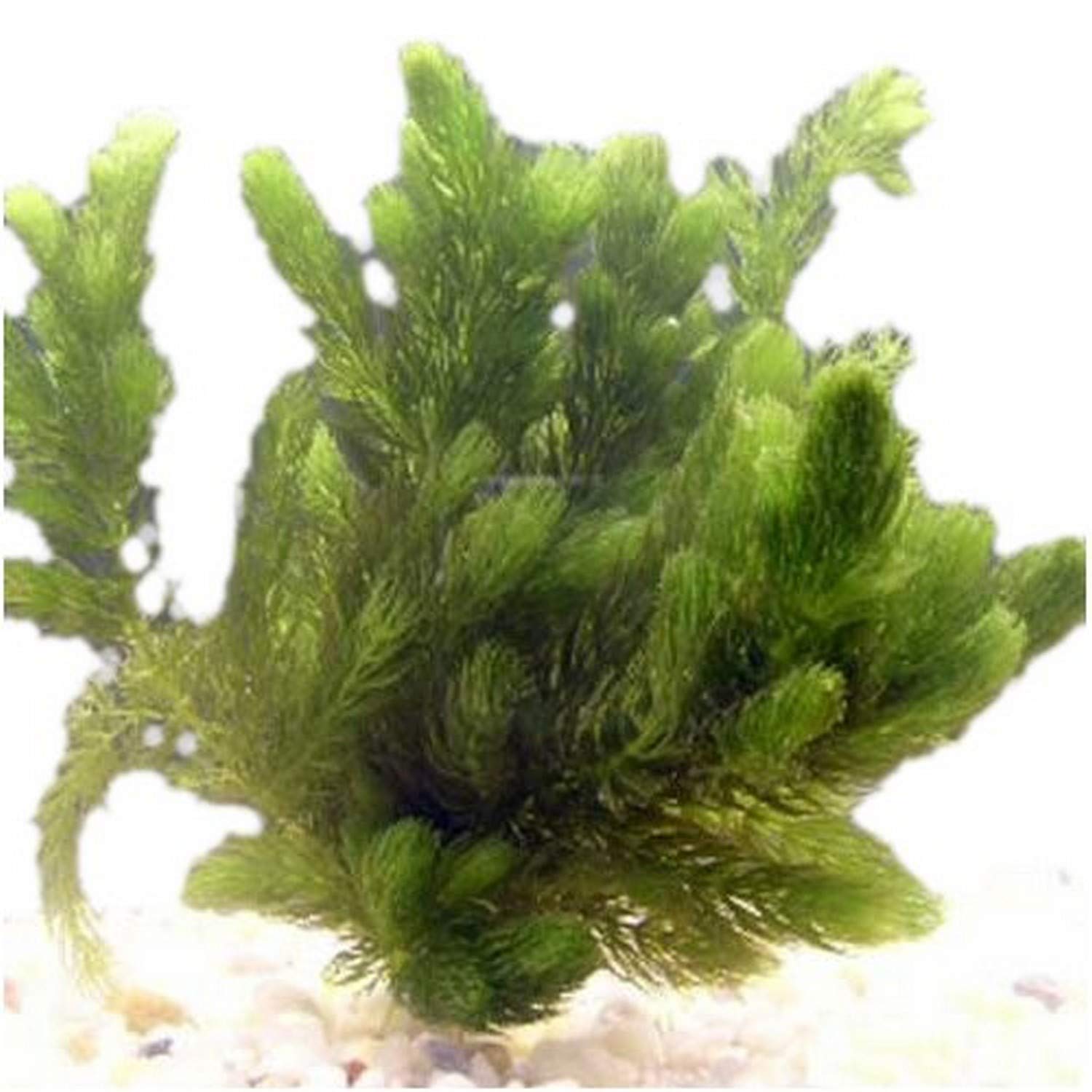 Hughes Water Gardens Oxygenating Hornwort (1 Bunch - 6 Stem Plants)