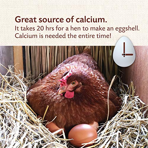 Manna Pro Crushed Oyster Shell - Calcium Supplement for Laying Hens - Chicken Feed for Egg-Laying Chickens - 5 lbs