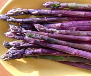 purple passion asparagus 10 roots - passion in the garden - heirloom/no gmos