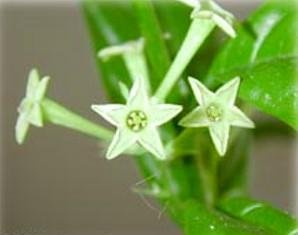 Ohio Grown Night Blooming Jasmine Plant - Cestrum nocturnum - 4" Pot