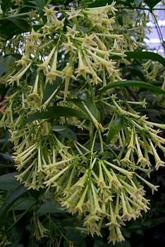 Ohio Grown Night Blooming Jasmine Plant - Cestrum nocturnum - 4" Pot