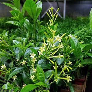 ohio grown night blooming jasmine plant - cestrum nocturnum - 4" pot