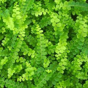 Lemon Button Fern - 4" Pot - Nephrolepis cordifolia Duffii - Live Plant