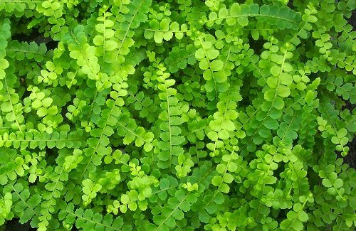 Lemon Button Fern - 4" Pot - Nephrolepis cordifolia Duffii - Live Plant