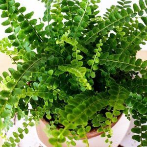 Lemon Button Fern - 4" Pot - Nephrolepis cordifolia Duffii - Live Plant