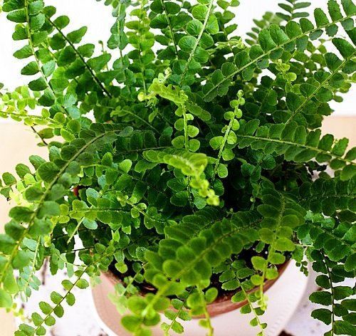 Lemon Button Fern - 4" Pot - Nephrolepis cordifolia Duffii - Live Plant