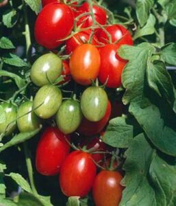 juliet grape tomato 15 seeds - high yields!