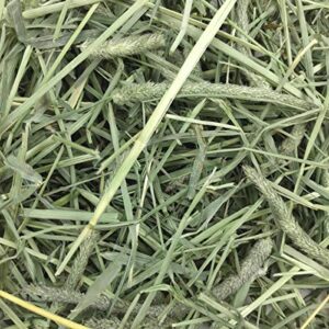 Oxbow Animal Health Western Timothy Hay - All Natural Hay for Rabbits, Guinea Pigs, Chinchillas, Hamsters & Gerbils - 25 lb. Bulk Size