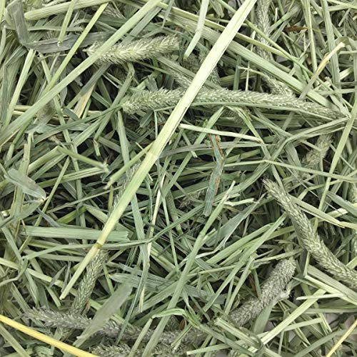 Oxbow Animal Health Western Timothy Hay - All Natural Hay for Rabbits, Guinea Pigs, Chinchillas, Hamsters & Gerbils - 25 lb. Bulk Size