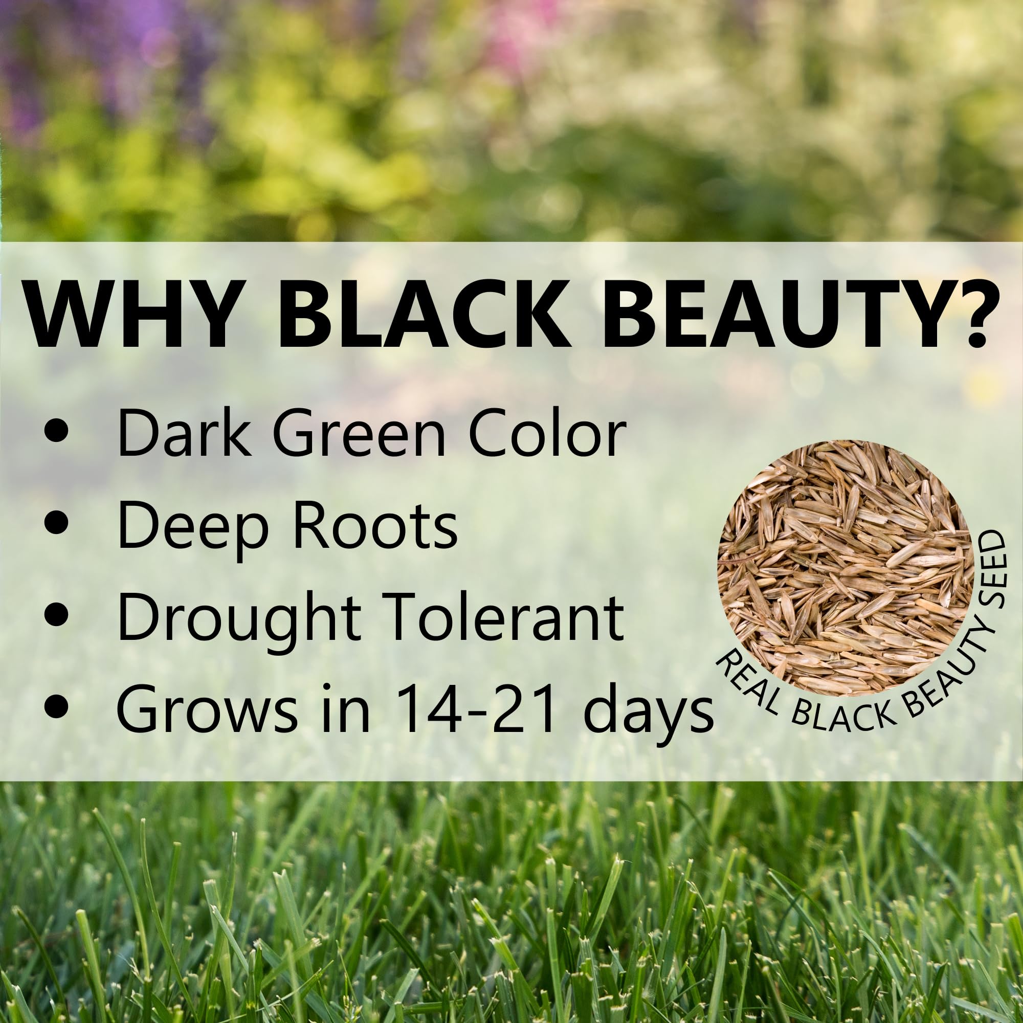 Jonathan Green (10610) Black Beauty Dense Shade Grass Seed - Cool Season Lawn Seed (25 lb)