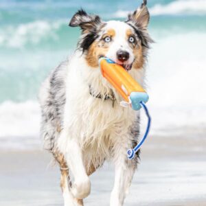 ChuckIt! Amphibious Bumper Fetch and Float Dog Toy, Medium (Colors Vary)