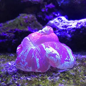 Reef Plus, 2 L / 67.6 fl. oz.