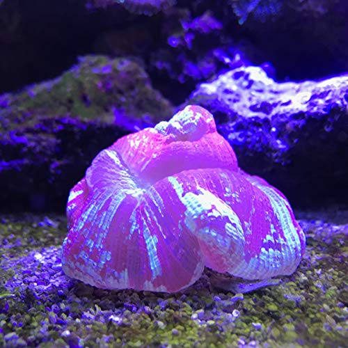 Reef Plus, 2 L / 67.6 fl. oz.