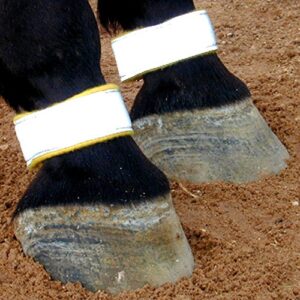 reflective leg bands for horses