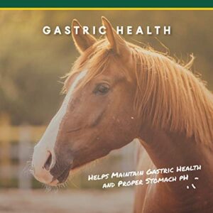 Corta-Flx U-Gard Pellets |All Natural Equine Digestive Supplement to Maintain Gastric Health | Helps Prevent Ulcer Formation | 10 LB