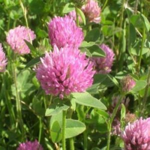 outsidepride red clover legume seed for pasture, hay, & soil improvement - 2 lbs