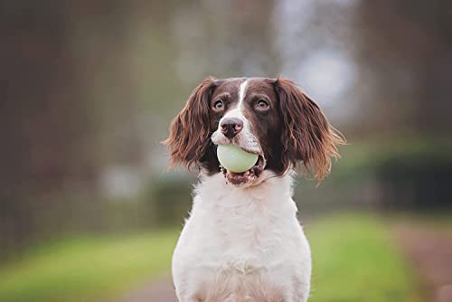 Chuckit! Fetch Medley Ball Set Dog Toys, Medium (2.5 Inch) 3 Pack