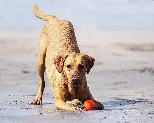 Chuckit! Fetch Medley Ball Set Dog Toys, Medium (2.5 Inch) 3 Pack