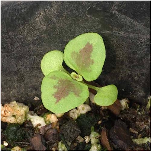 Seed Needs, Rainbow Blend Coleus Seeds for Planting (Coleus blumei) Heirloom & Open Pollinated, Prefers Partial Shade