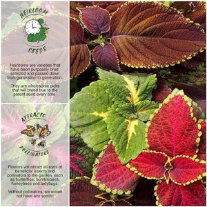 Seed Needs, Rainbow Blend Coleus Seeds for Planting (Coleus blumei) Heirloom & Open Pollinated, Prefers Partial Shade