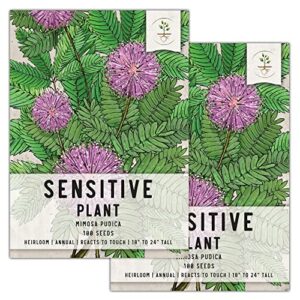 seed needs, sensitive plant seeds for planting (mimosa pudica) heirloom & open pollinated - leaves react to touch! (2 pack)