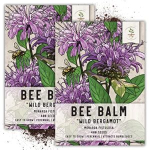 seed needs, wild bergamot bee balm seeds for planting (monarda fistulosa) heirloom & open pollinated, attracts honeybees, bumblebees & butterflies (2 pack)