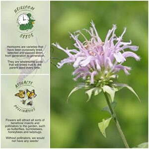 Seed Needs, Wild Bergamot Bee Balm Seeds for Planting (Monarda fistulosa) Heirloom & Open Pollinated, Attracts Honeybees, Bumblebees & Butterflies (2 Pack)