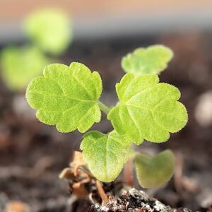 Seed Needs, Catnip Herb Seeds for Planting (Nepeta cataria) Heirloom, Non-GMO & Untreated (1 Pack)