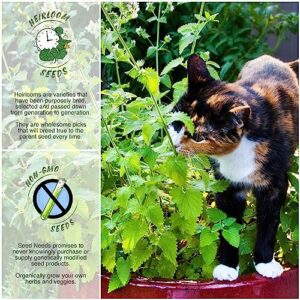 Seed Needs, Catnip Herb Seeds for Planting (Nepeta cataria) Heirloom, Non-GMO & Untreated (1 Pack)