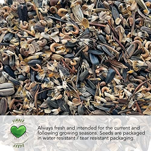 Seed Needs, Somniferum Poppy Seeds for Planting (Papaver somniferum) Twin Pack of 500 Seeds Each - Heirloom & Open Pollinated