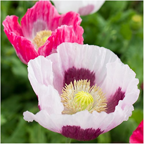 Seed Needs, Somniferum Poppy Seeds for Planting (Papaver somniferum) Twin Pack of 500 Seeds Each - Heirloom & Open Pollinated