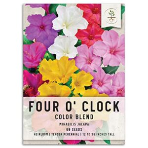 seed needs, four o' clock seeds for planting color blend (mirabilis jalapa) single package of 60 seeds - heirloom & open pollinated