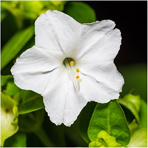 Seed Needs, Four O' Clock Seeds for Planting Color Blend (Mirabilis Jalapa) Single Package of 60 Seeds - Heirloom & Open Pollinated