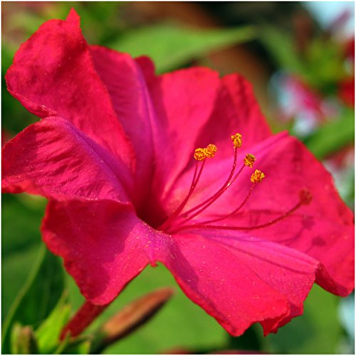 Seed Needs, Four O' Clock Seeds for Planting Color Blend (Mirabilis Jalapa) Single Package of 60 Seeds - Heirloom & Open Pollinated