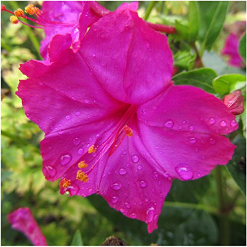 Seed Needs, Four O' Clock Seeds for Planting Color Blend (Mirabilis Jalapa) Single Package of 60 Seeds - Heirloom & Open Pollinated