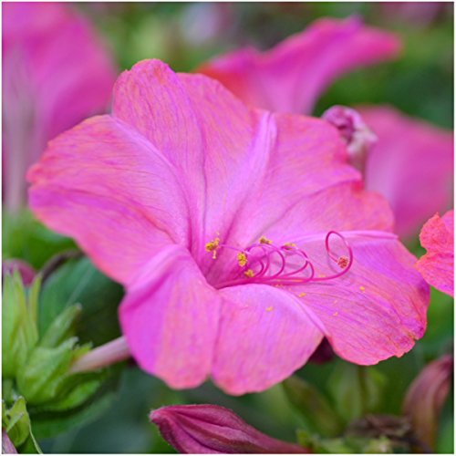 Seed Needs, Four O' Clock Seeds for Planting Color Blend (Mirabilis Jalapa) Single Package of 60 Seeds - Heirloom & Open Pollinated