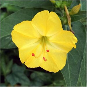Seed Needs, Four O' Clock Seeds for Planting Color Blend (Mirabilis Jalapa) Single Package of 60 Seeds - Heirloom & Open Pollinated