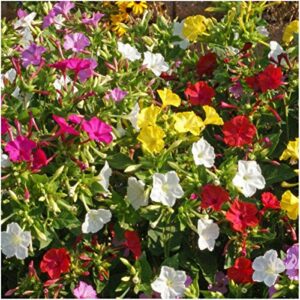 Seed Needs, Four O' Clock Seeds for Planting Color Blend (Mirabilis Jalapa) Single Package of 60 Seeds - Heirloom & Open Pollinated