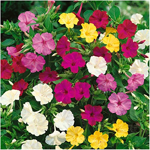 Seed Needs, Four O' Clock Seeds for Planting Color Blend (Mirabilis Jalapa) Single Package of 60 Seeds - Heirloom & Open Pollinated