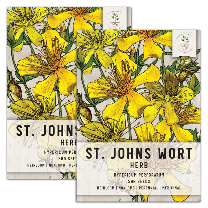 Seed Needs, St. Johns Wort Medicinal Herb Seeds for Planting (Hypericum perforatum) Single Package of 500 Seeds - Heirloom, Non-GMO & Untreated (2 Packs)