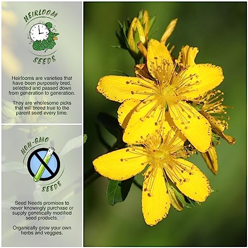 Seed Needs, St. Johns Wort Medicinal Herb Seeds for Planting (Hypericum perforatum) Single Package of 500 Seeds - Heirloom, Non-GMO & Untreated (2 Packs)