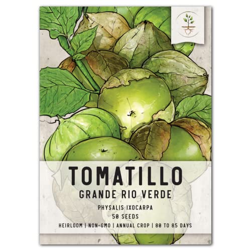 Seed Needs, Grande Rio Verde Tomatillo Seeds for Planting (Physalis ixocarpa) Single Package of 50 Seeds - Heirloom, Non-GMO & Untreated