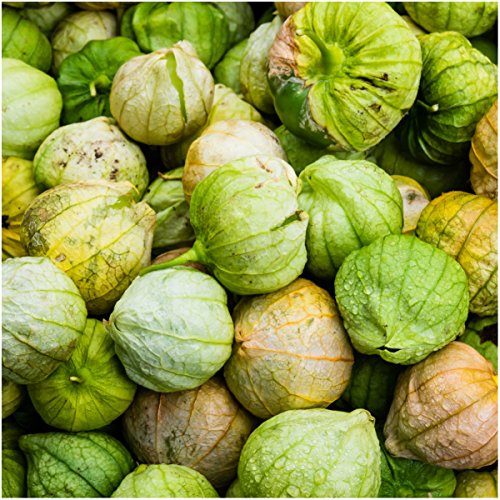 Seed Needs, Grande Rio Verde Tomatillo Seeds for Planting (Physalis ixocarpa) Single Package of 50 Seeds - Heirloom, Non-GMO & Untreated