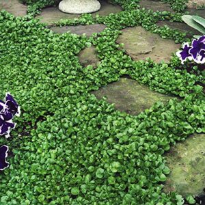 Outsidepride Warm Season Perennial Dichondra Repens Dwarf, Low Ground Ground Cover Plant & Lawn Alternative - 1 LB