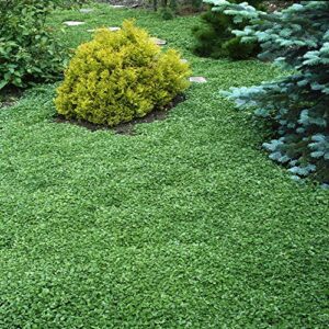 Outsidepride Warm Season Perennial Dichondra Repens Dwarf, Low Ground Ground Cover Plant & Lawn Alternative - 1 LB